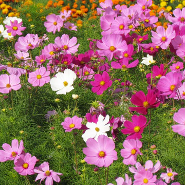 Plant Bio Cosmos Bipinnatus