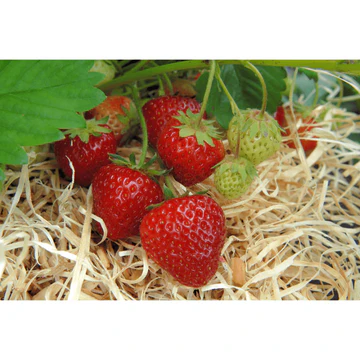 Plant bio Fraisier Senga Sengana mi-saison