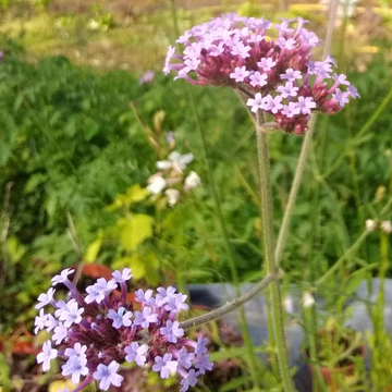 Plant Bio Verveine de Buenos Aires