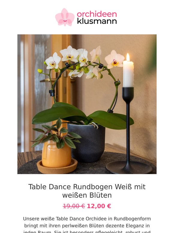 😍 Exotische Orchideen für dein Zuhause