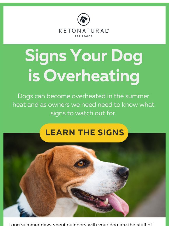 Summer's Almost Here: Learn the Signs Your Dog is Overheating