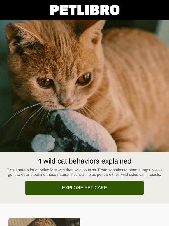 Decoding your cat’s wild behavior