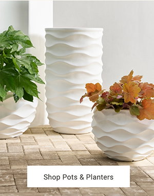Shop Pots & Planters >