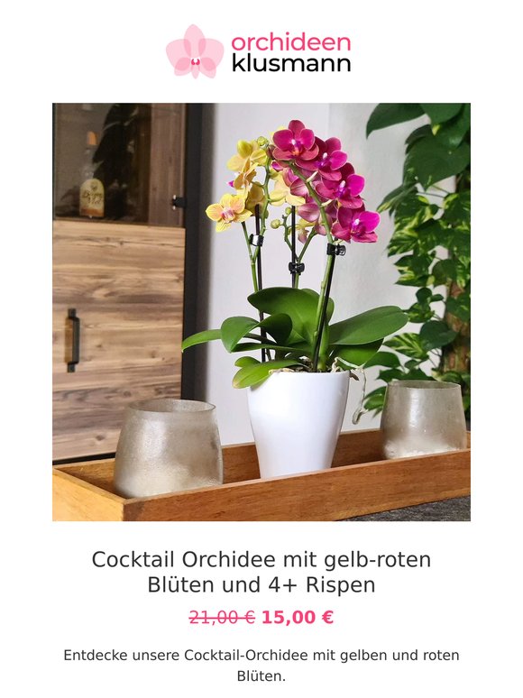 🌸 Cocktail-Orchidee für nur 15 Euro