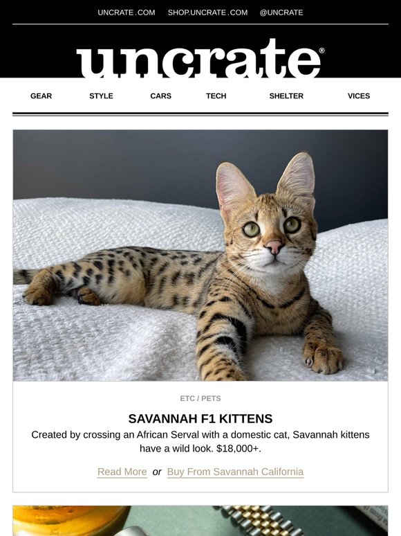 Savannah F1 Kittens & more