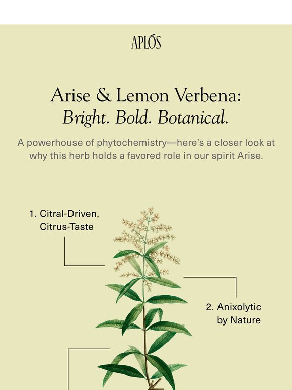 Lemon Verbena: An Unsung Hero