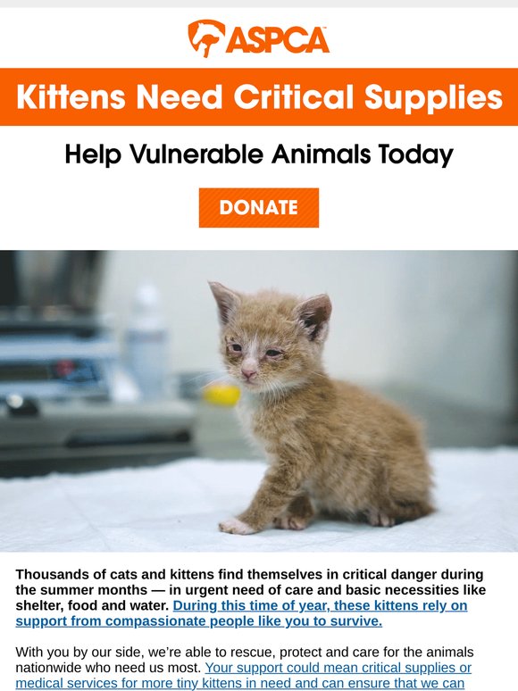 Food & Supplies Needed for Kittens [Help Today]