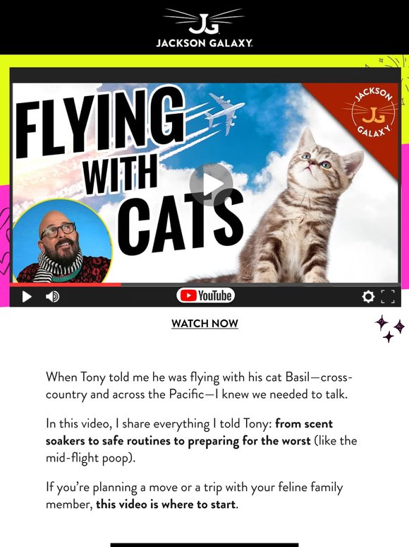 How to Fly with Your Cat ✈️