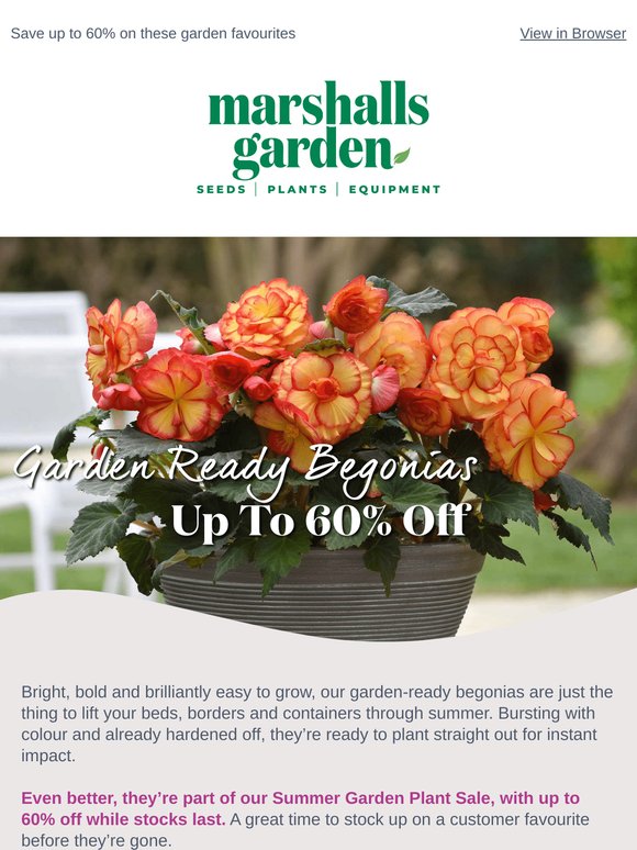 Summer sale pick: Garden Ready Begonias