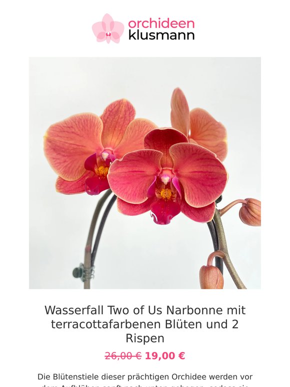 🌸 Für Dich: Große Orchideen zum kleinen Preis