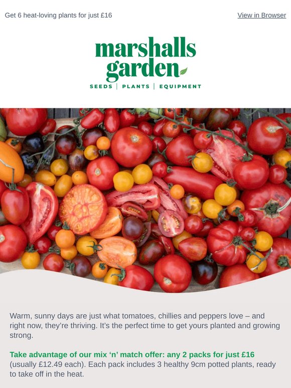 Sun’s out – your tomatoes & chillies will love it