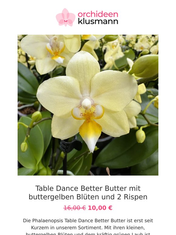 ☀️ Zum Wochenende: neue Aktions-Orchideen
