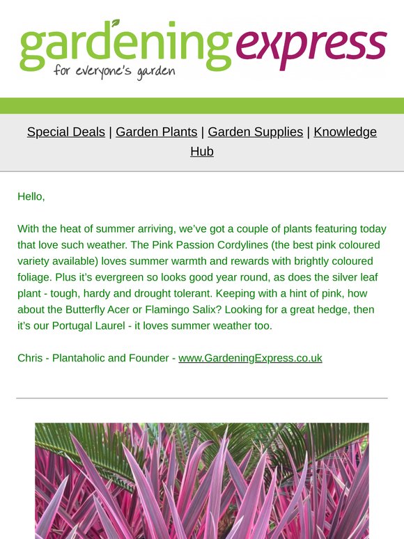 Pink Passion Cordylines, Just £1 Silver Dust Plant, Flamingo Trees, Pittosporum, Evergreen Hedging, Japanese Maple and much much more