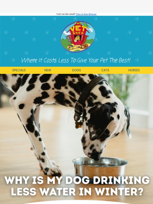 Have You Noticed Your Dog Drinking Less In Winter? 💧❄️
