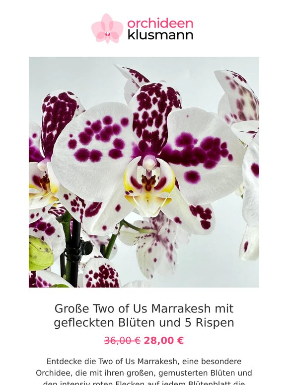 🌸 Neue Woche = neue Aktionsorchideen