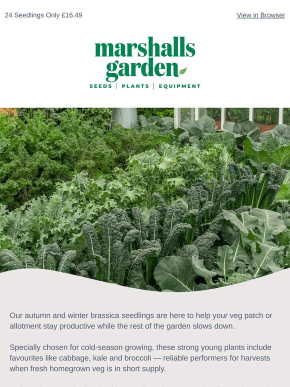 Secure Your Autumn & Winter Cropping Brassicas, Gardener