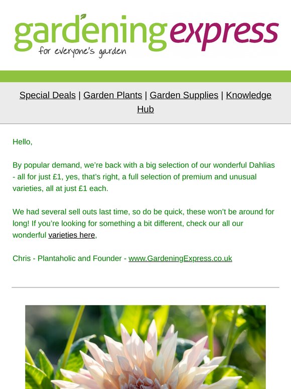 Just £1 - Dazzling Dahlias, Cafe De Paris, Symphony, Honka Pink, My Love and many, many more!