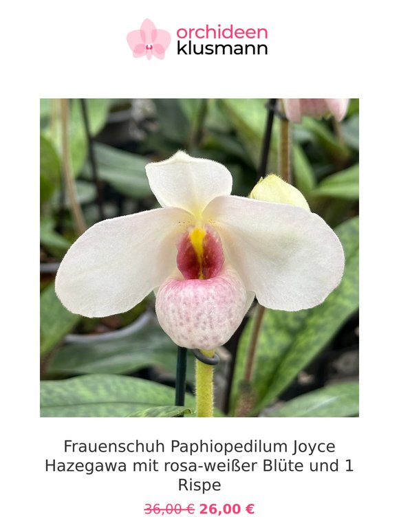 🌸 Exotische Orchideen im Angebot