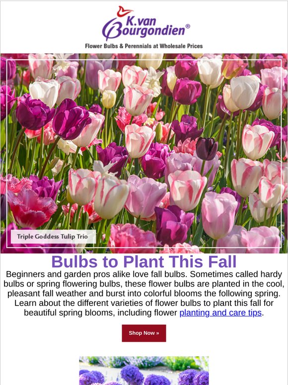 Our blog has some great planting ideas 🌷
