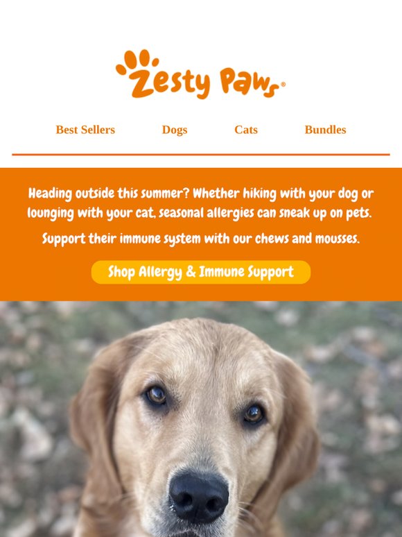 Don't let allergies ruin your pet's summer fun 🐕☀️