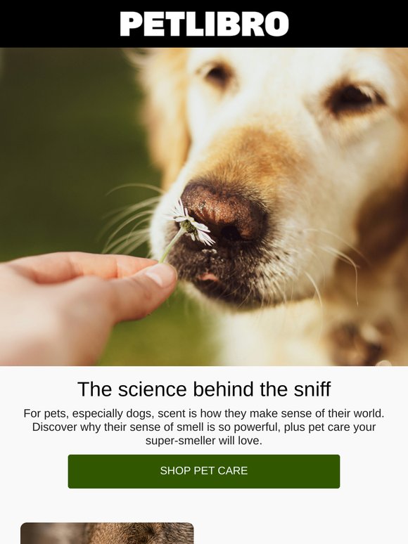 The science behind your pet’s sense of smell