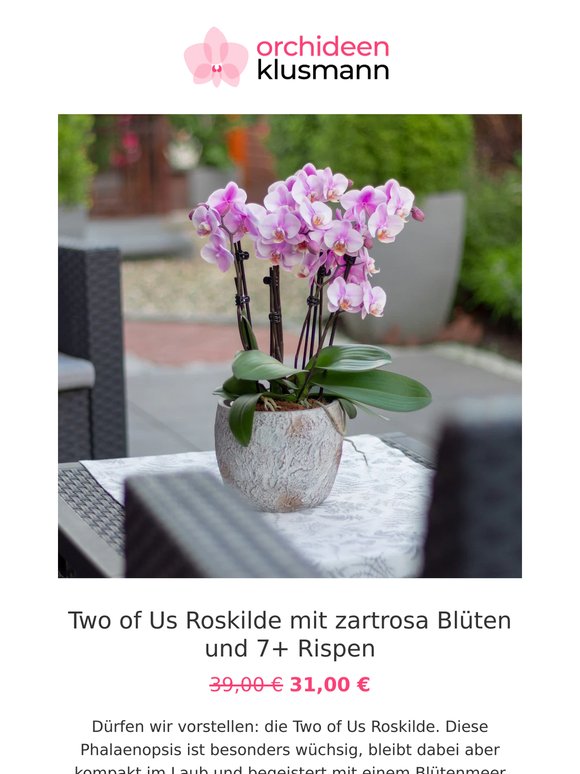 🌸 Deine Orchideen-Angebote zum Wochenende