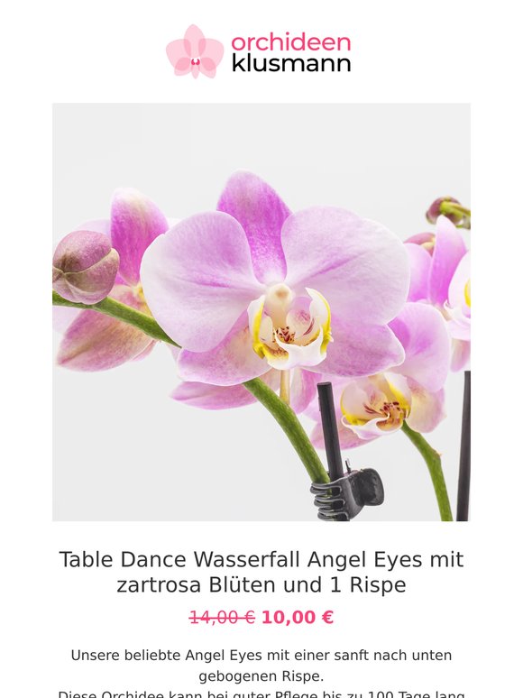 ✨ Orchideen-Deals für dein Zuhause