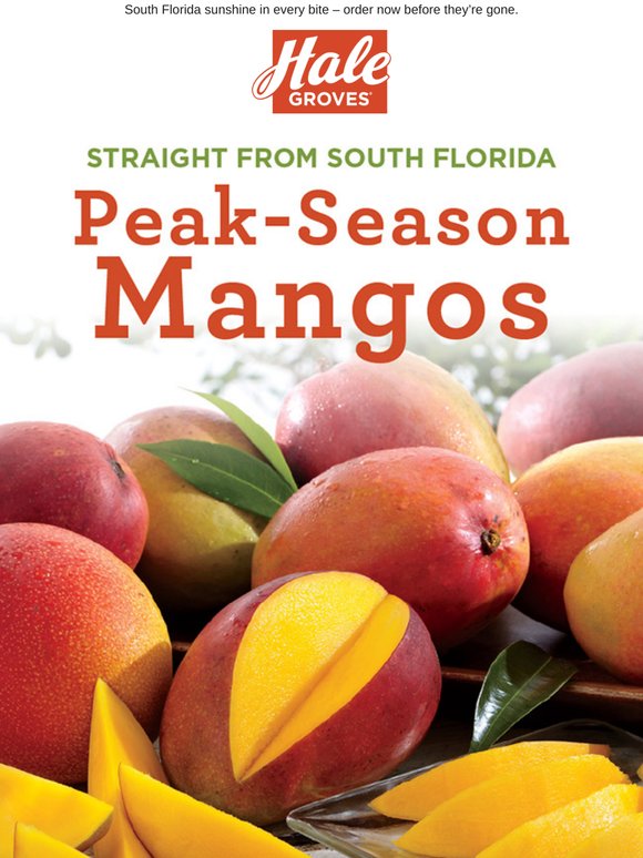 Peak-Season Mangos Straight from South Florida ����🥭