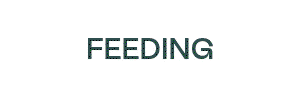 Feeding