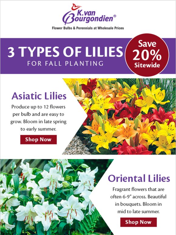 3 lily types to consider