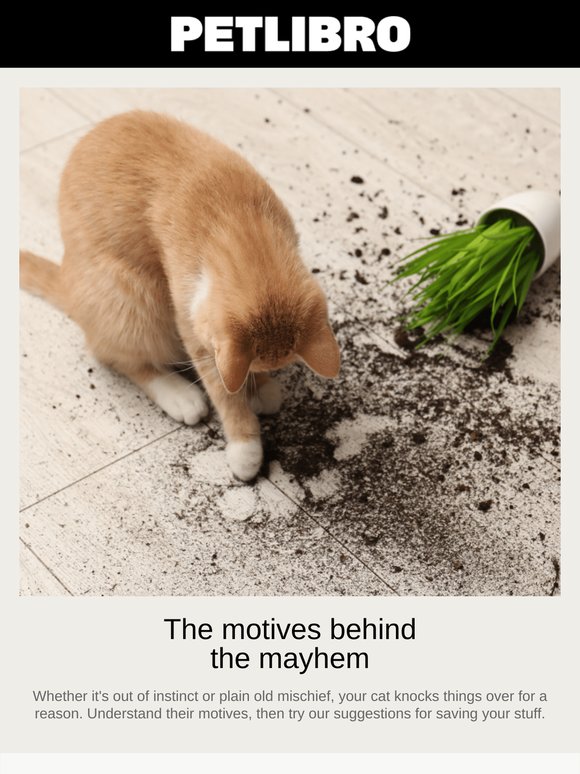 Why do cats knock things over?