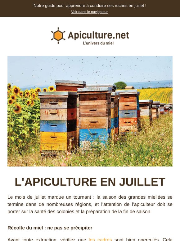 🐝 Que faire en juillet au rucher ? Nos conseils pratiques