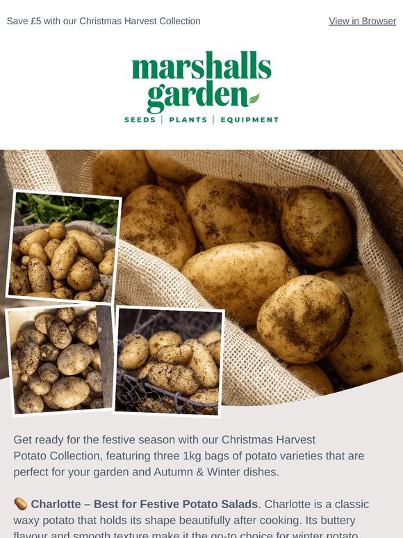 From Festive Mash to Perfect Roasts – Pick Your Christmas Potatoes