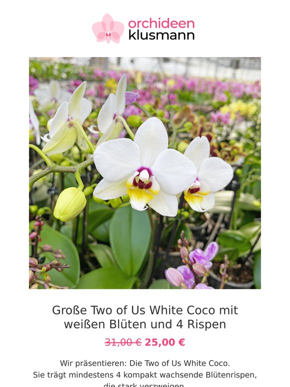 🎁 Deine Lieblings-Orchideen im Angebot