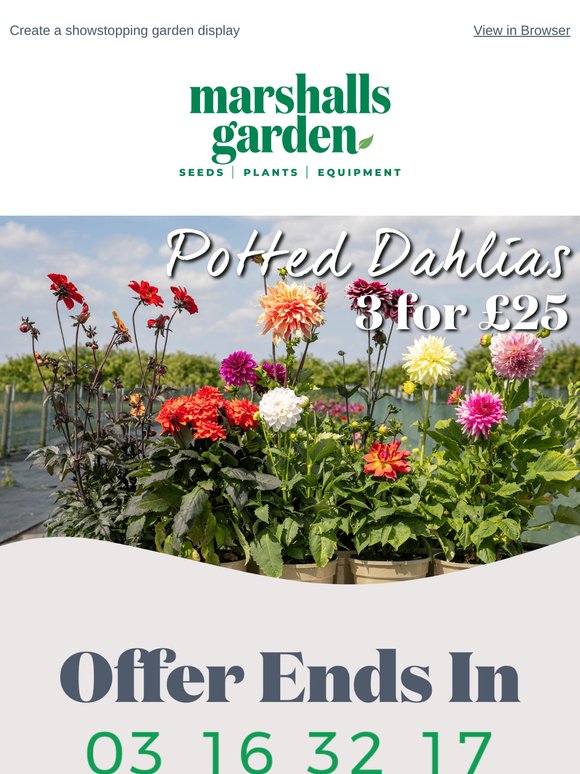 Large Potted Dahlias Now 3 for £25