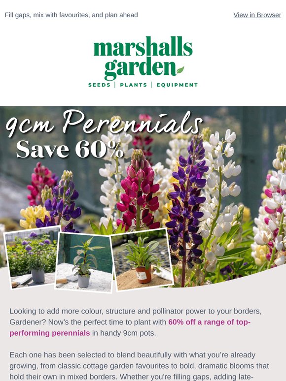 Add Instant Impact – With 60% Off Perennial Favourites