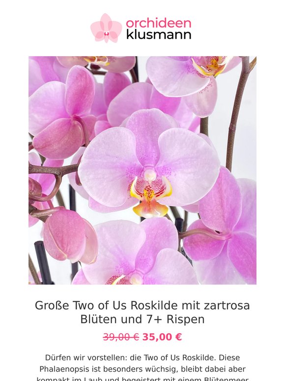 😍 Deine Orchideen-Rabatte zum Wochenende
