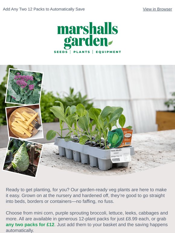 24 Garden Ready Vegetable Plugs Only 50p Each
