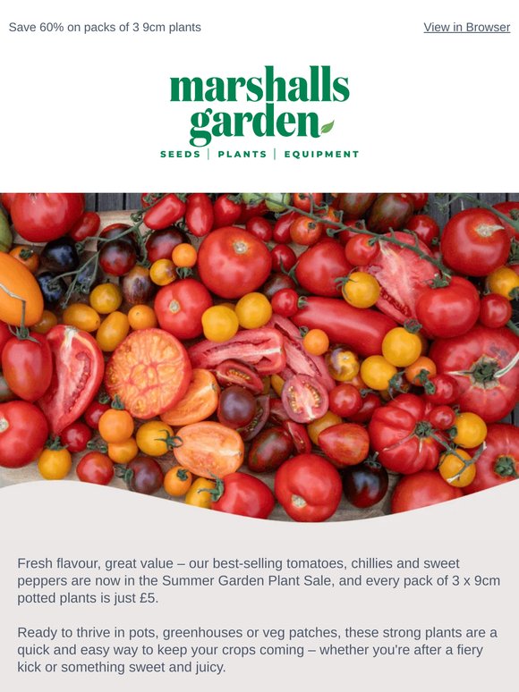 Tomatoes, Chillies and Peppers Now Only £5 for 3 Plants