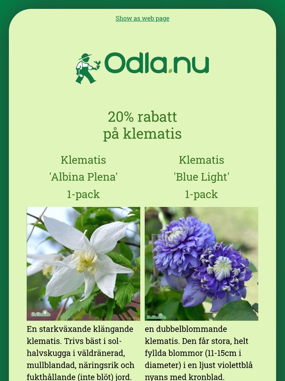 Sista chansen! 20% på klematis & klätterväxter