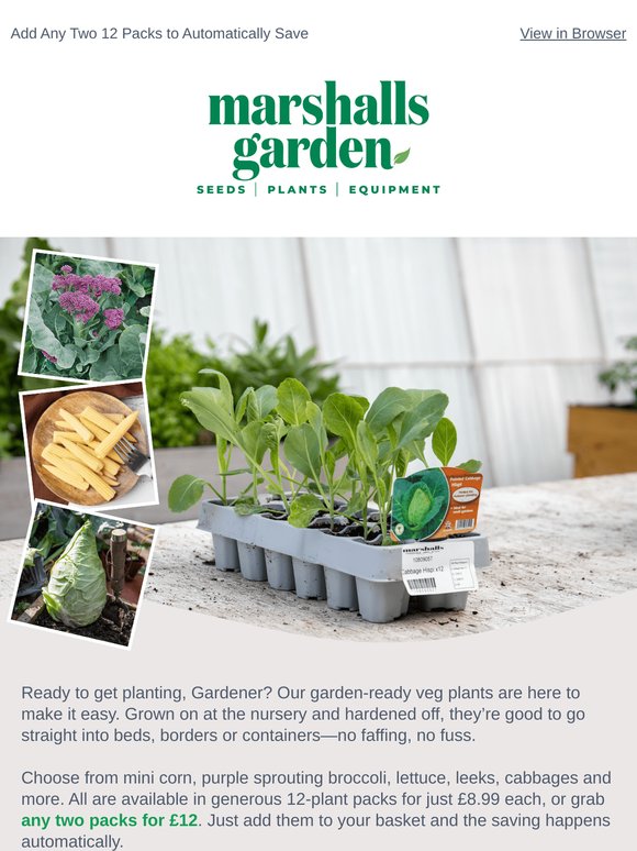 24 Garden Ready Vegetable Plugs Only 50p Each