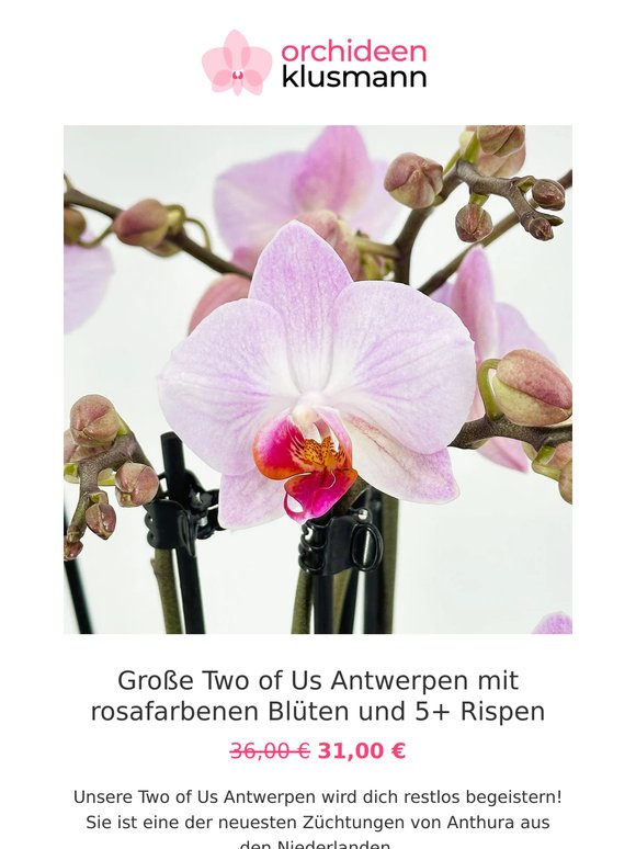 🌸 Neue Woche = neue Aktions-Orchideen