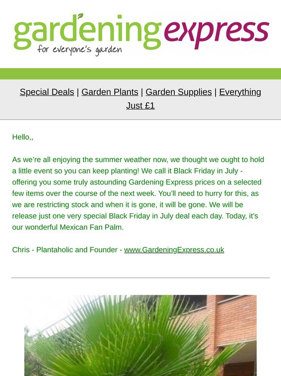 Black Friday in July!  Amazing Mexican Fan Palm - plus much more!