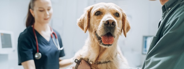 Dogs and their people: companions in cancer research | Knowable Magazine