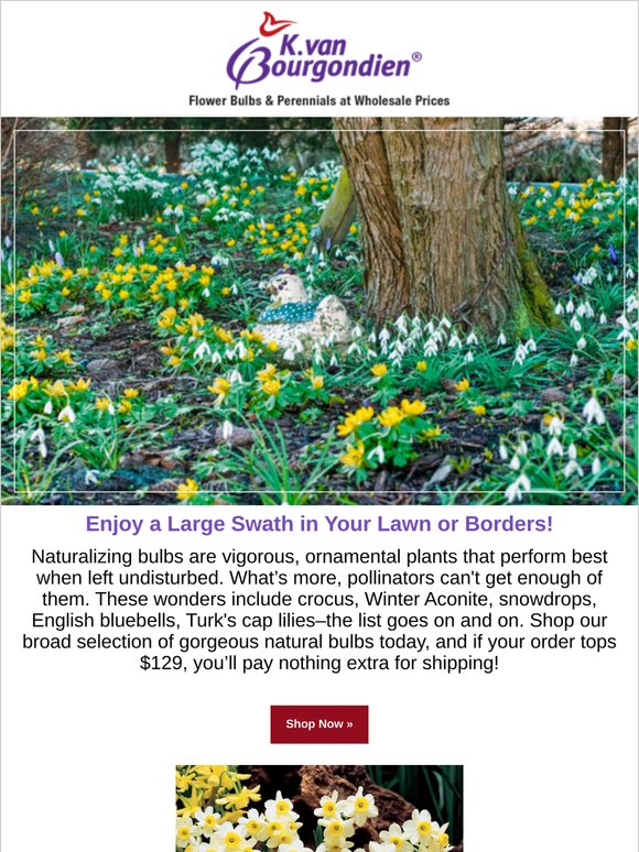 Garden Smarter with Naturalizing Bulbs!
