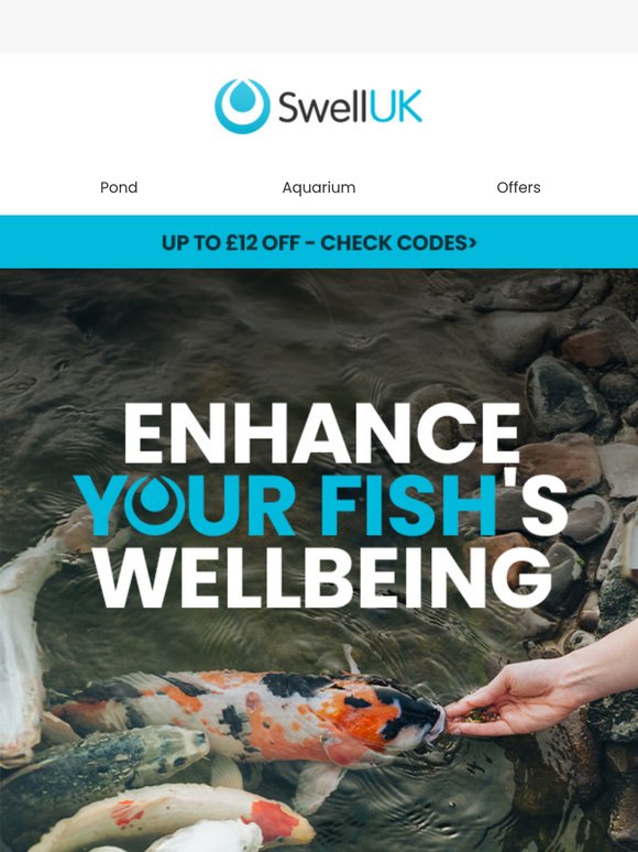 Enhance Your Fish’s Wellbeing 🐠