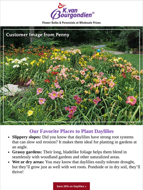 Our Top 3 Places to Plant Daylilies