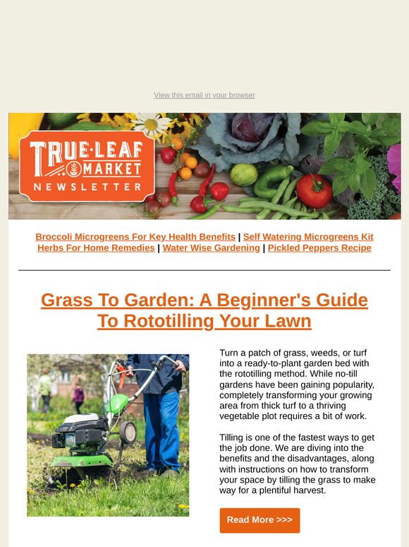 🌼 Grass-to-Garden Guide + Smart Watering Tips | TLM Newsletter