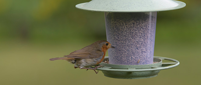 Link to bird feeders category
