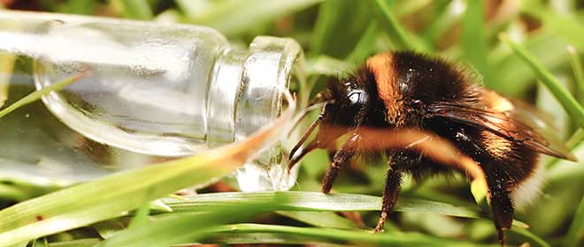 Link to Bees, butterflies and bugs category